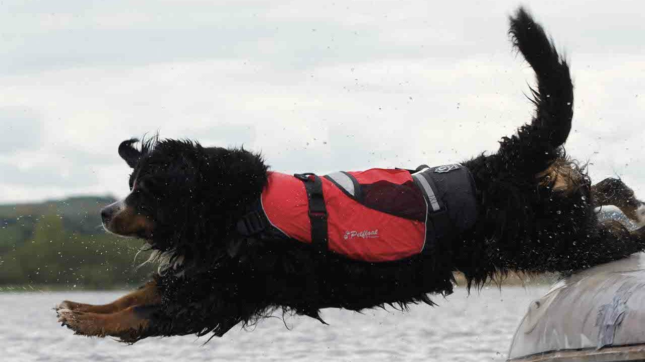 Can I take my dog sailing with me?